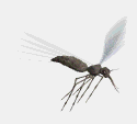 http://www.e-gify.pl/gify/zwierzeta/komary/komar4_(www.e-gify.pl).gif